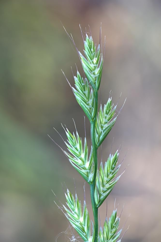 Italian Rye Grass Seeds for Planting - Lolium multiflorum (500 Seeds)