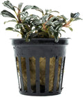 SubstrateSource Live Plants - Lamandau Mini Purple - Low to Medium Light Aquarium Display, Dark Green to Purple Accent, Foreground to Midground Aquatic Plant - Pot