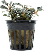 SubstrateSource Live Plants - Lamandau Mini Purple - Low to Medium Light Aquarium Display, Dark Green to Purple Accent, Foreground to Midground Aquatic Plant - Pot