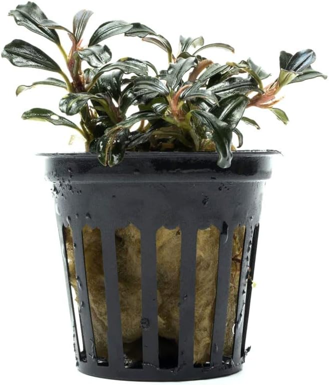 SubstrateSource Live Plants - Lamandau Mini Purple - Low to Medium Light Aquarium Display, Dark Green to Purple Accent, Foreground to Midground Aquatic Plant - Pot