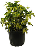 American Plant Exchange Variegated Schefflera Arboricola – 10-Inch Pot – Live Umbrella Plant with Colorful Foliage, Easy Care Shrub for Home, Office, or Garden Decor