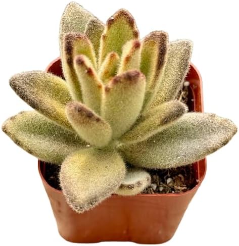 2" Unique Succulents Plants Live, Live Starter Succulent Plants, Easy Care House Plants Rooted in Succulent Soil Mix, by The Succulent Cult (Kalanchoe Tomentosa Chocolate Soldier)