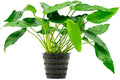 SubstrateSource Anubias Live Aquarium Plants - Potted Freshwater Plant for Fish Tanks, Terrariums - Beginner Friendly Low Light (Short and Sharp, Mother Plant)