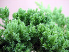 Japanese Juniper Bonsai Tree - 4" Pot - Juniperus procumbens - Nana