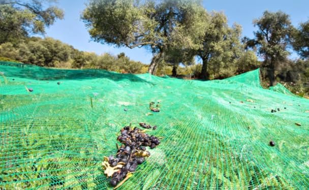 Green Plantation Fruit Collection Agricultural Harvesting Netting Walnut Olive Chestnut Apricot Hazelnut Net, 4x8m/13x26ft