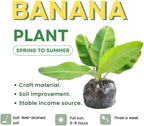 Truly Tiny Banana Plant Live, 4-6" Tall Well-Rooted for Indoor Tropical Displays, Cold Hardy Banana Fruit Tree