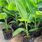 Indoor Banana Tree Ornamental Perennial Non-GMO