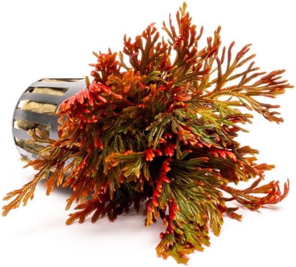 SubstrateSource Live Terrarium Plants - Spikey Moss for Terrariums, Paludariums - Easy, Beginner Friendly (Selaginella Erythropus Ruby Red Club Moss, (5 Pots))
