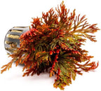 SubstrateSource Live Terrarium Plants - Spikey Moss for Terrariums, Paludariums - Easy, Beginner Friendly (Selaginella Erythropus Ruby Red Club Moss, (3 Pots))