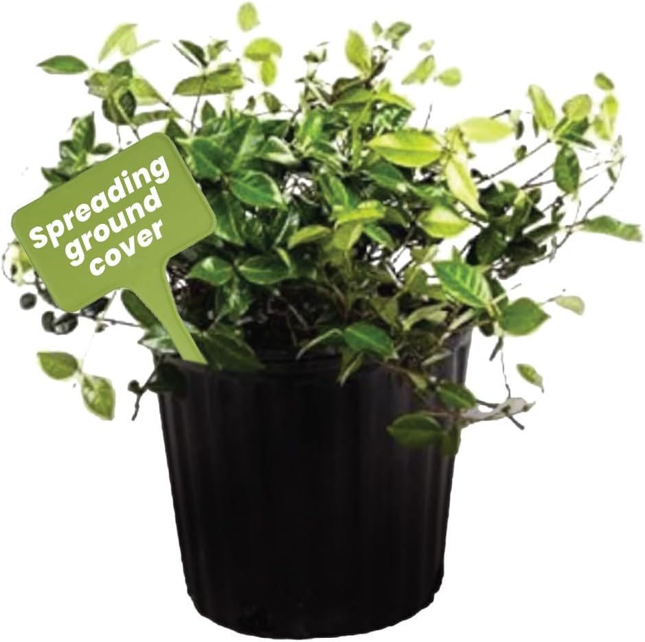 American Plant Exchange Asiatic Jasmine Minima – 6-Inch with Pot – Live Evergreen Groundcover Plant, Low Maintenance Greenery for Home, Garden Beds, or Landscape Borders