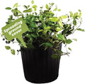American Plant Exchange Asiatic Jasmine Minima – 6-Inch with Pot – Live Evergreen Groundcover Plant, Low Maintenance Greenery for Home, Garden Beds, or Landscape Borders