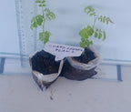 Curry Leaf Plant. Live Plant. Fragrant, Beautiful, Edible. Easy Grow. Indian Cooking Must Have. Murraya Koenigii. (2 Cups)