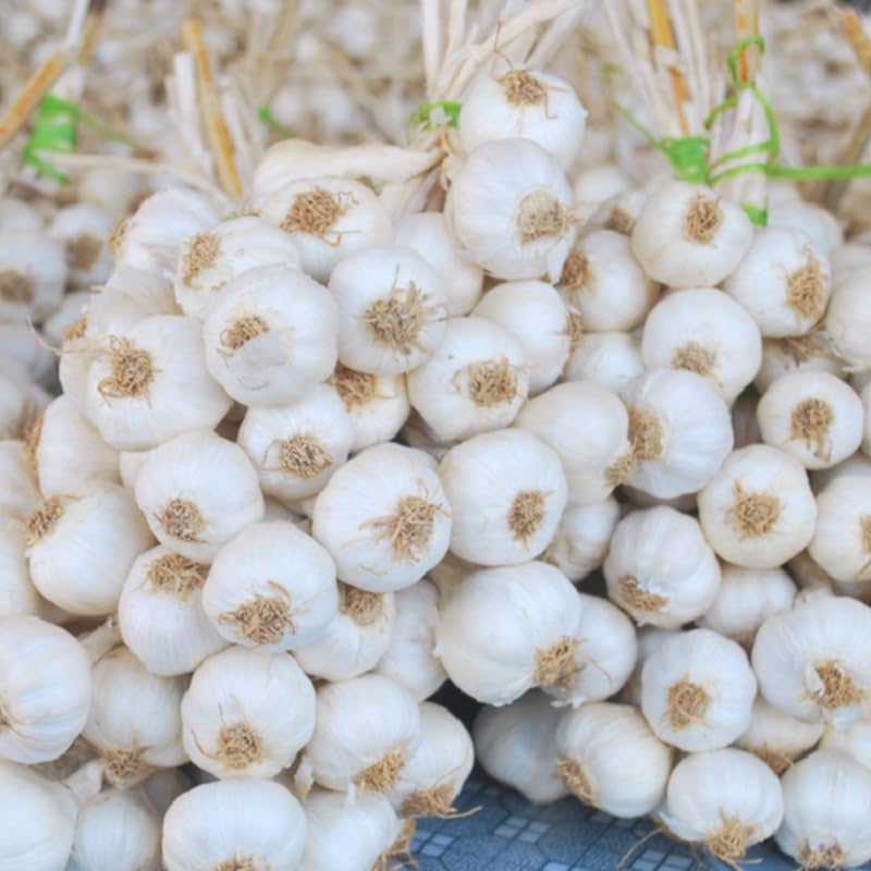 1 Pound Garlic for Planting in Fall Hardneck, 8-10 White Garlic Bulbs for Planting, Fresh and High Yield Bulb Variety Pack, Hardy and Fast Growing