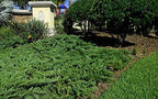 Juniper Parsoni - 10 Live Plants - Juniperus Squamata Expansa Parsons - Drought Tolerant Cold Hardy Evergreen Ground Cover