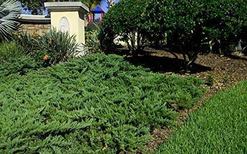 Juniper Parsoni - 30 Live Plants - Juniperus Squamata Expansa Parsons - Drought Tolerant Cold Hardy Evergreen Ground Cover