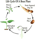 Winged Bean Seeds - Almost All Parts of The Plant are Edible. Once Considered The Food That Could Feed The Planet
