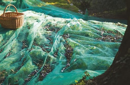 Green Plantation Fruit Collection Agricultural Harvesting Netting Walnut Olive Chestnut Apricot Hazelnut Net, 5x10m/16.5x33ft