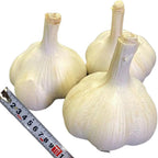 1 Pound Hard Neck Garlic for Planting in Fall, Music Garlic Bulb for Planting, Fresh and High Yield, Cold Hardy, Planting Softneck Hardneck