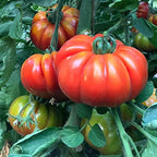 Park Seed Variety of Tomato Seeds, Planting Vegetables, Easy to Grow, Non-GMO, Perfect for Harvesting, Marmande Marsalato Organic F1 Hybrid, Pack of 5