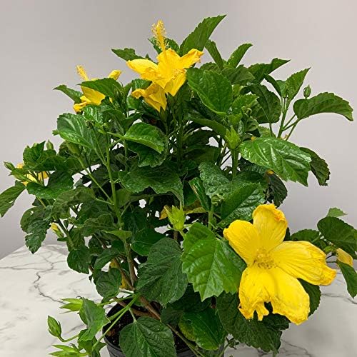 Hibiscus Live Plant - Yellow Hibiscus Bush - Flowering Plants - Yellow Ft. Myers - Overall Height 26" to 28" - (Plant Only)…