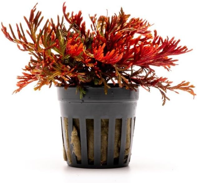 SubstrateSource Live Terrarium Plants - Spikey Moss for Terrariums, Paludariums - Easy, Beginner Friendly (Selaginella Erythropus Ruby Red Club Moss, (3 Pots))