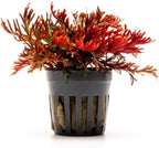 SubstrateSource Live Terrarium Plants - Spikey Moss for Terrariums, Paludariums - Easy, Beginner Friendly (Selaginella Erythropus Ruby Red Club Moss, (3 Pots))