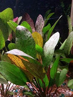 Potted Live Aquarium Plants | Freshwater Aquatic Plants for Aquariums (Red Flame Sword, 5 Pack)
