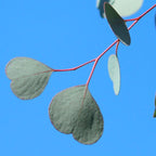 Park Seed Grow Your Own Eucalyptus Seeds Plant, Perfect for Indoor Growing and Spring Garden, Silver Dollar, Pack of 50