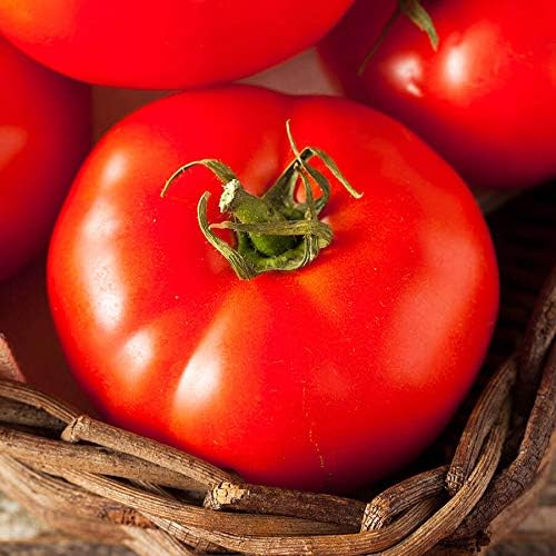 Park Seed Variety of Tomato Seeds, Planting Vegetables, Easy to Grow, Non-GMO, Perfect for Harvesting, Fireworks Organic Seeds, Pack of 30