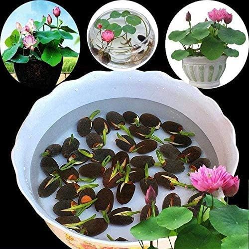 MEsay 10Pcs Mixed Color Bonsai Bowl Lotus Live Plants - Pre-Sprouted Water Beauties for Indoor and Outdoor Aquatic Settings