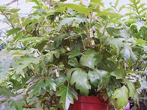 Grape Ivy - 3 Live Plants in 4 Inch Pots -Cissus Rhombifolia - Beautiful Easy Care Indoor Houseplant Vine