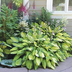 6 Pack of Mixed Heart-Shaped Hosta Bare Roots Plants - Rich Green Foliage, Low Maintenance for Your Home and Garden, Shipped Fresh & Daily from Our Coolers. 1000's Sold
