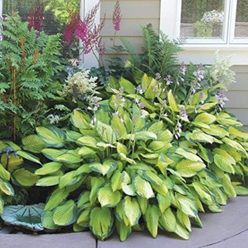 6 Pack of Mixed Heart-Shaped Hosta Bare Roots Plants - Rich Green Foliage, Low Maintenance for Your Home and Garden, Shipped Fresh & Daily from Our Coolers. 1000's Sold