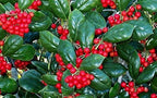 Burfordi Holly | 20 Live Plants | Ilex Cornuta | Fast Growing Evergreen Shrubs, Privacy Hedge Plants, Dark Green Foliage, Low Maintenance Landscaping, Ideal for Hedges and Borders