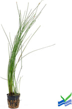 Aquarium Plants Discounts Potted Tall Hairgrass by AquaLeaf Aquatics - Easy Aquatic Live Plant- (Potted Tall Hairgrass, 3 Pack)
