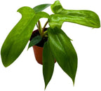 BubbleBlooms Philo Florida Green, 4 inch Philodendron Pedatum