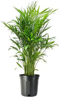 American Plant Exchange Cat Palm – 10-Inch Pot – Live Tropical Houseplant with Feathery Green Fronds, Easy Care Indoor or Outdoor Palm for Home, Office, Patio & Low-Light Décor