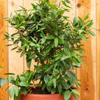 Mediterranean Bay Leaf, Bay Laurel Live Plant. Standard Variety - Laurus Nobilis. Live Plant. Fragrant, Fresh, Edible. Best for Ground Planting Outdoor. (4 Bay Laurel Plants in Cup)