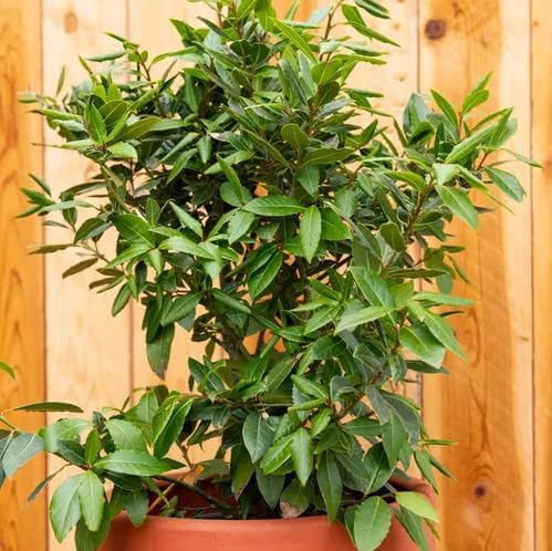Mediterranean Bay Leaf, Bay Laurel Live Plant. Standard Variety - Laurus Nobilis. Live Plant. Fragrant, Fresh, Edible. Best for Ground Planting Outdoor. (4 Bay Laurel Plants in Sac)
