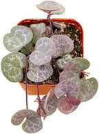 Succulents Plants Live 2" String of Hearts, Live Mini Succulent Plants, Easy Care House Plants Rooted in Succulent Soil Mix, by The Succulent Cult