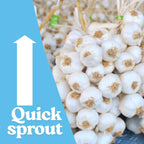1 Pound Hard Neck Garlic for Planting in Fall, Purple Stripe Garlic Bulb for Planting, Fresh and High Yield, Cold Hardy, Planting Softneck Hardneck