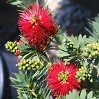 Little John Dwarf Bottlebrush | 30 Live Plants | Callistemon | Compact Blooming Shrub | Attracts Hummingbirds and Butterflies