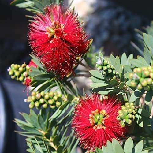 Little John Dwarf Bottlebrush | 10 Live Plants | Callistemon | Compact Blooming Shrub | Attracts Hummingbirds and Butterflies