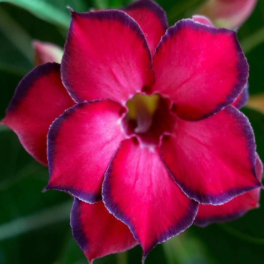 20 Desert Rose Seeds for Planting Mixed Color Ready to Grow Adenium Obesum Seeds Exotic Succulent Colorful Bonsai Plant Tropical Rose Flower Planting Non-GMO Heirloom
