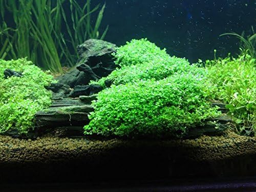 Foreground Potted Live Aquarium Plants | Freshwater Aquatic Plants for Aquariums (Potted Dwarf Baby Tears)