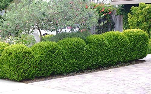 Japanese Boxwood | 1 Live 4 Inch Pot | Buxus Microphylla | Formal Evergreen Low Maintenance Hedge Plants