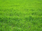Perennial Ryegrass Seeds for Planting - Premium Quality Rye Grass Seed (8 Pounds)