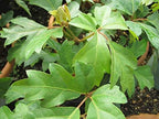 Grape Ivy - 5 Live Plants in 4 Inch Pots -Cissus Rhombifolia - Beautiful Easy Care Indoor Houseplant Vine