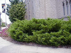 Sea Green Juniper - 1 Live Gallon Size Plant - Juniperus Chinensis - Drought Tolerant Cold Hardy Evergreen Border Screening Shrub