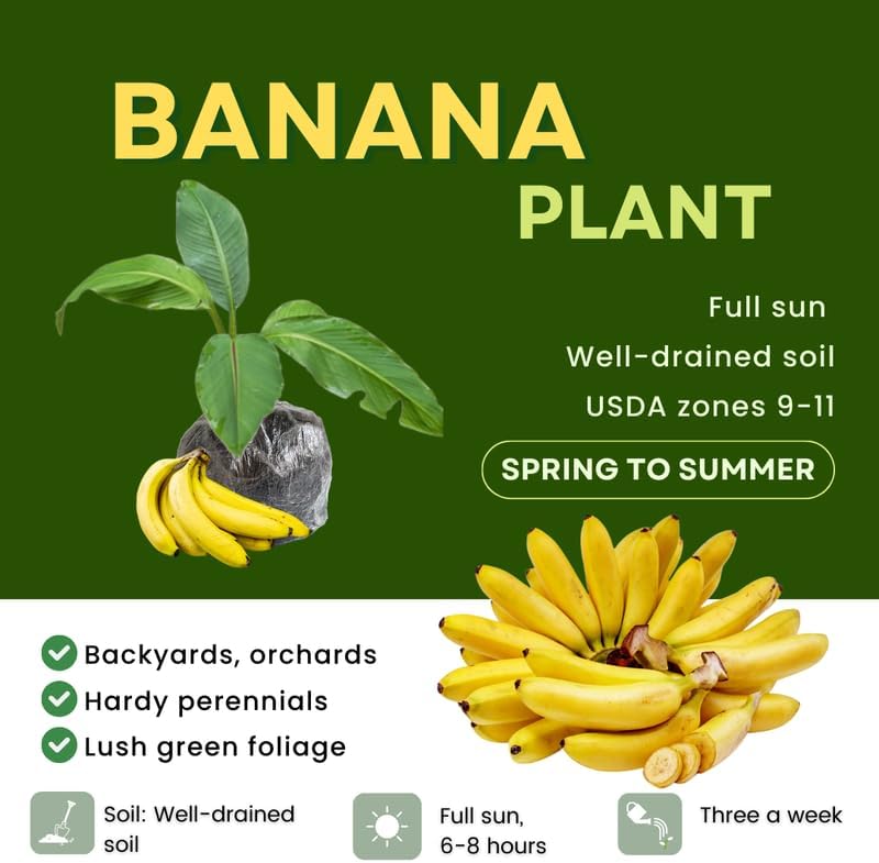 Truly Tiny Banana Plant Live, 4-6" Tall Well-Rooted for Indoor Tropical Displays, Cold Hardy Banana Fruit Tree